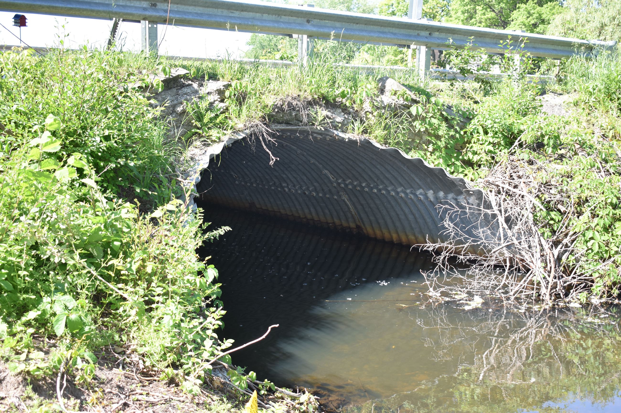 Mann Road culvert, north side of road 