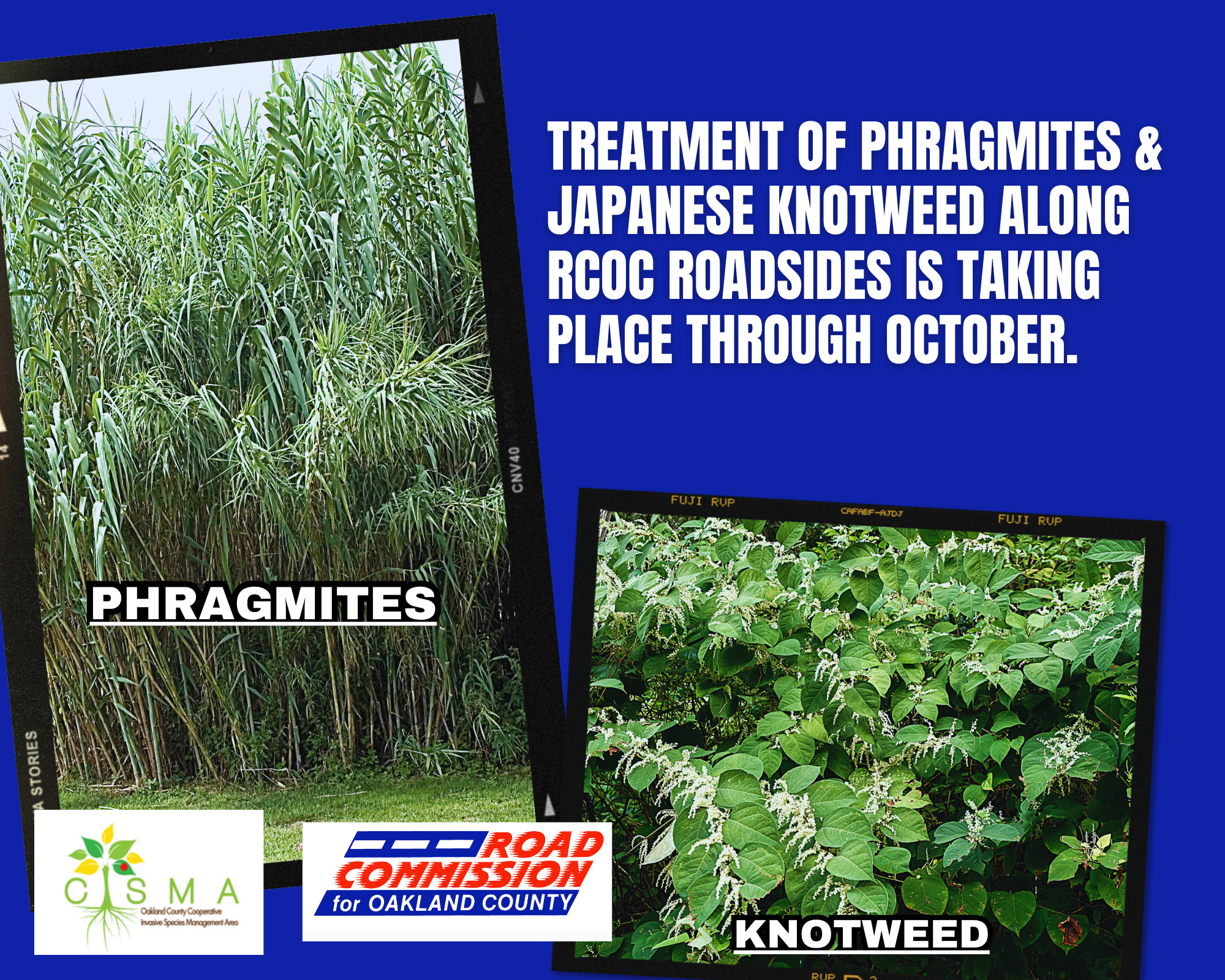 Invasive species image of Phragmites on the left and knotweeds on the right