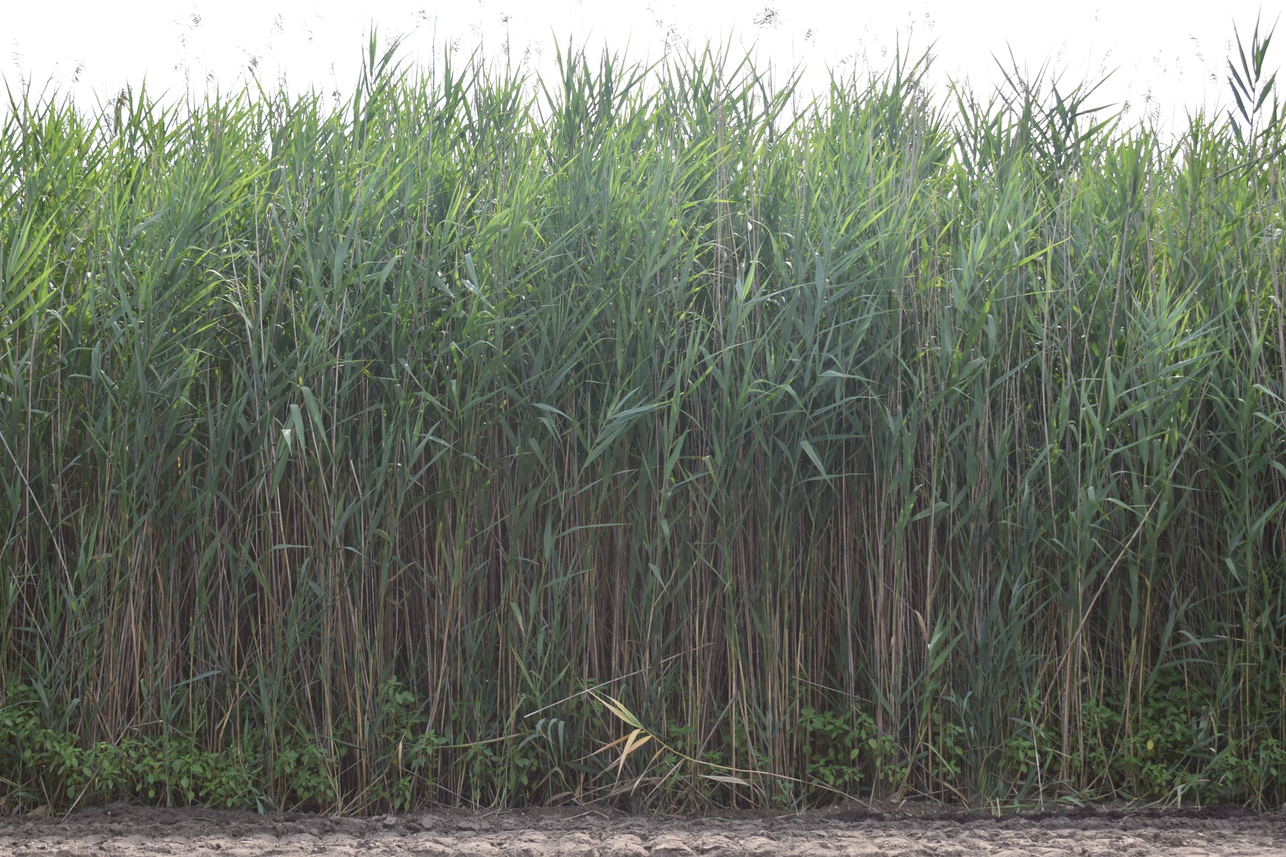 Phragmites along John R in Troy (2019 photo)