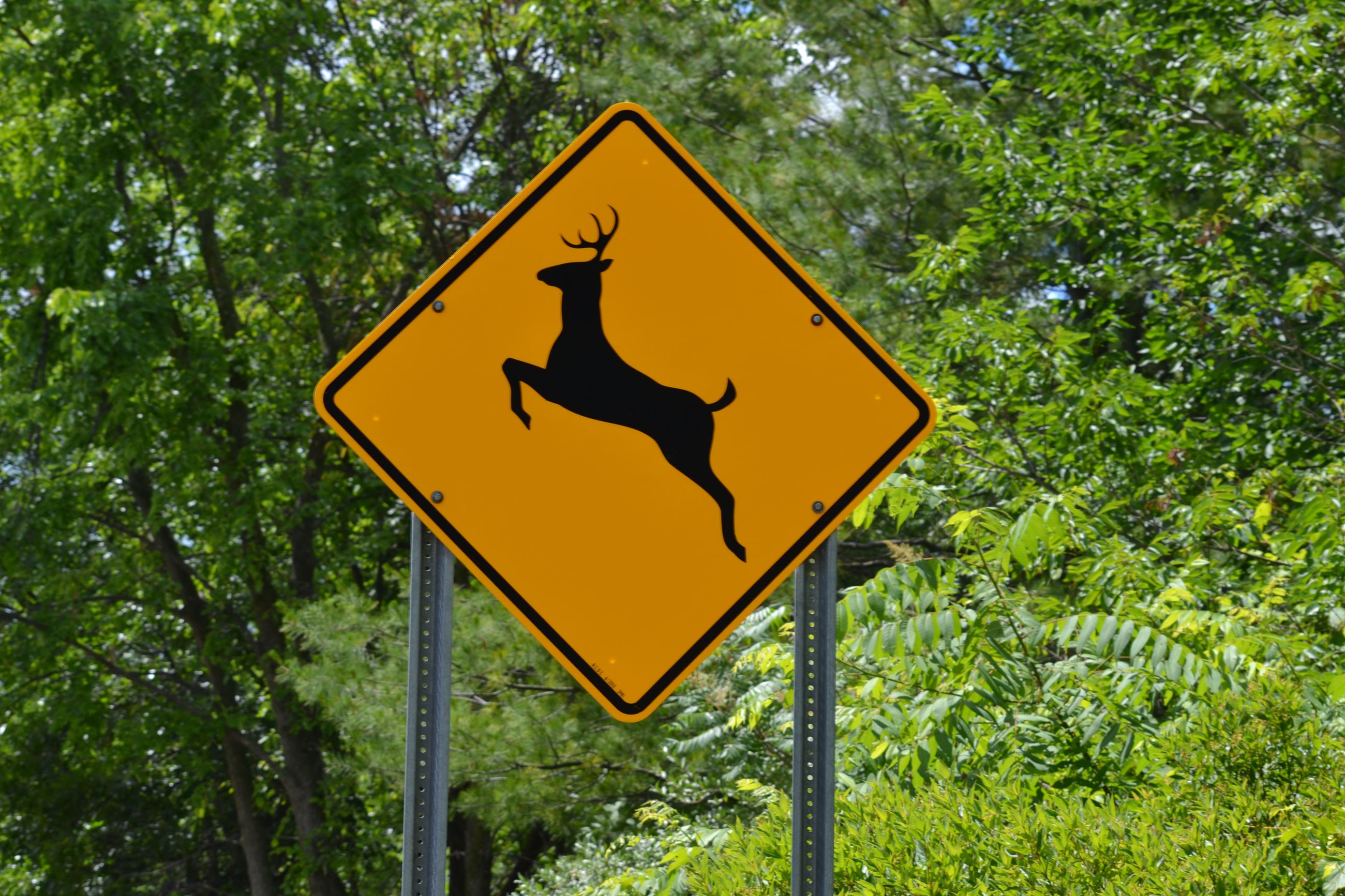 Deer Crossing Sign